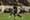FC Dallas Notebook: A few odds and ends after five matches
