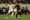 FC Dallas stumbles late on the road in 2-1 loss to LAFC