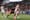 Losing streak continues: FC Dallas falls 2-0 to LAFC
